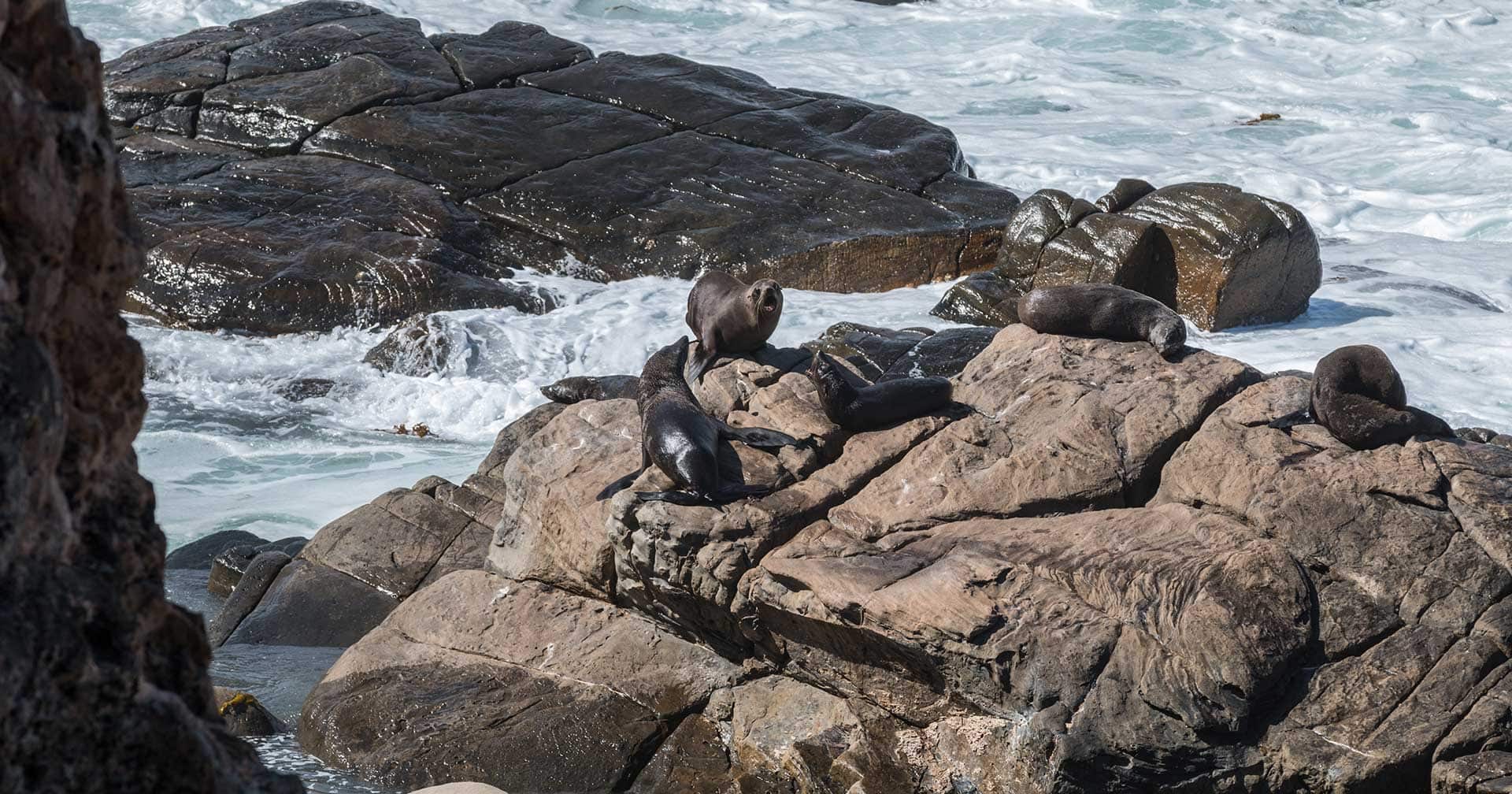 Safari en el océano y paseo por la ciudad
