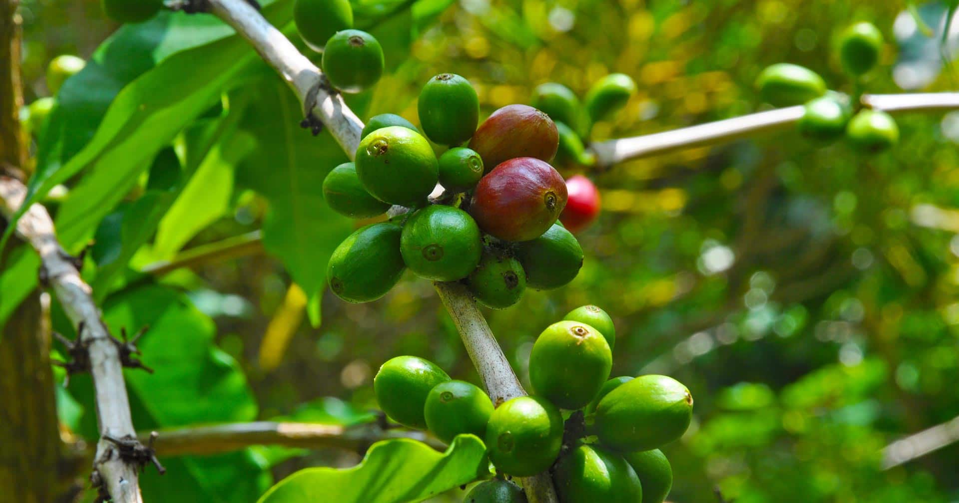 Kona, Hawaii Kona Mocha Excursion Norwegian Cruise Line México