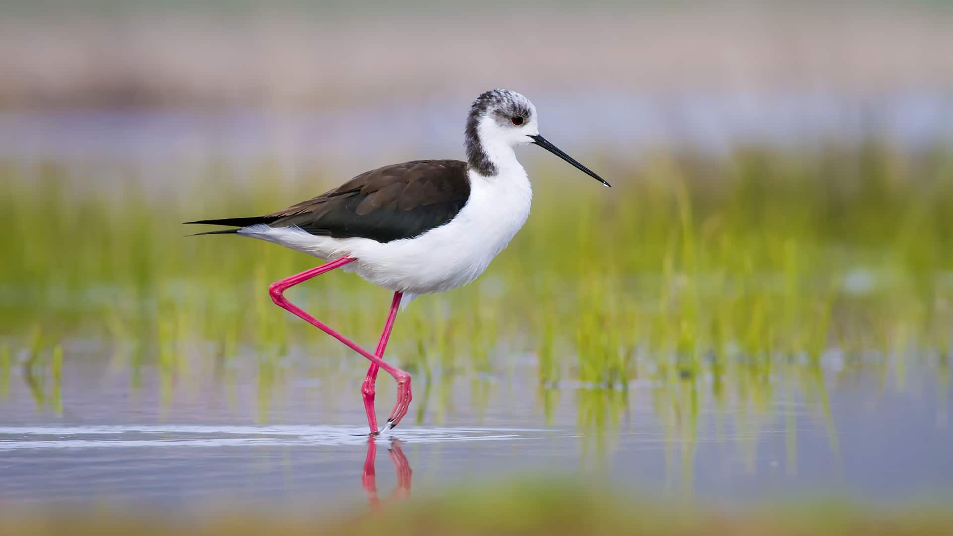 Go Green- Nature Reserve Skocjan