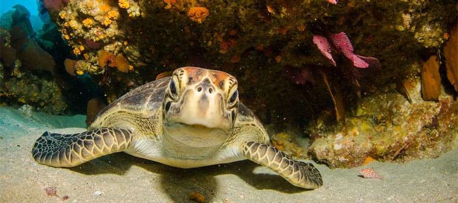 Tartarugas-marinhas em cruzeiros no Caribe