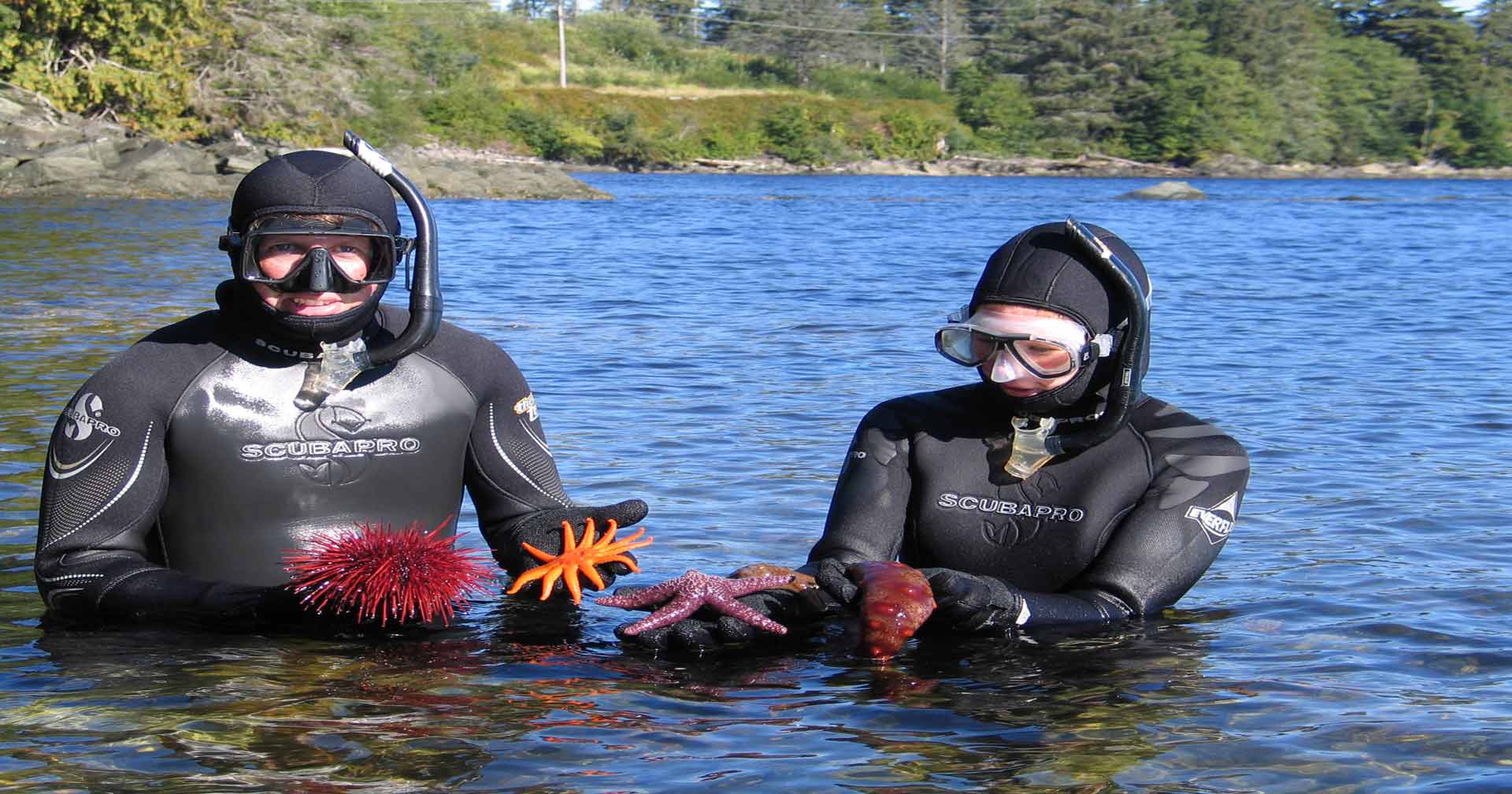 Ketchikan, Alaska Mountain Point Snorkeling Excursion Norwegian