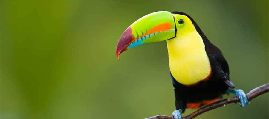 Colourful toucan in Puerto Limon