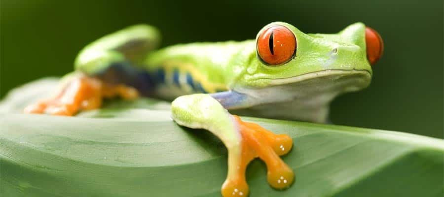 Rana verde de ojos rojos en Puerto Limón