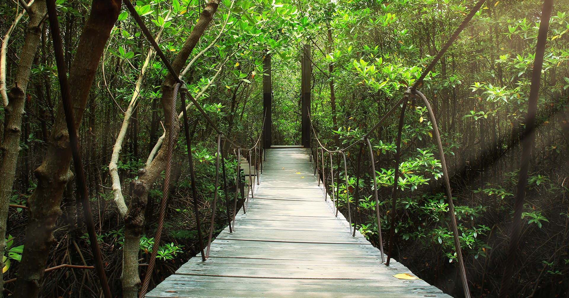 Ecología - Restauración y paseo por las alturas del bosque