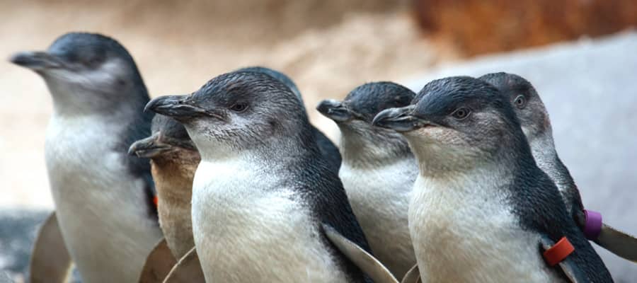 Fiabeschi pinguini nelle crociere a Melbourne