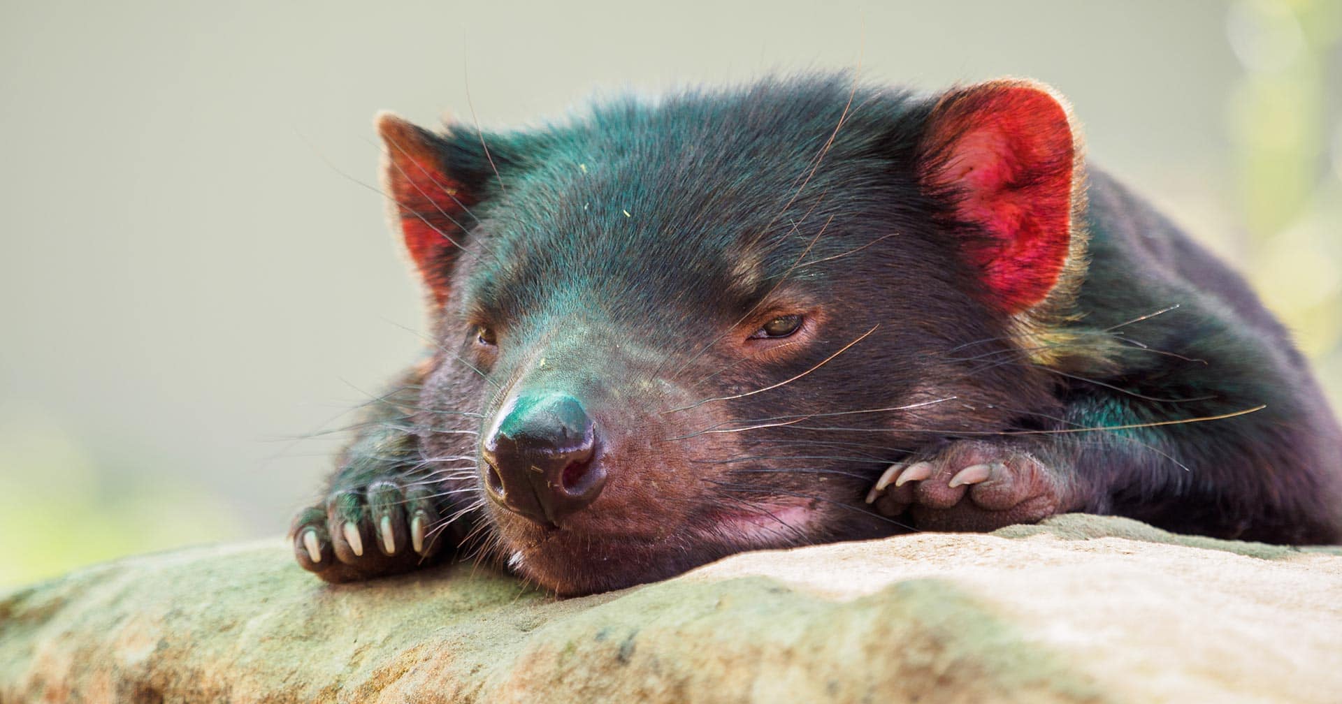 Sovereign Hill y parque de vida silvestre