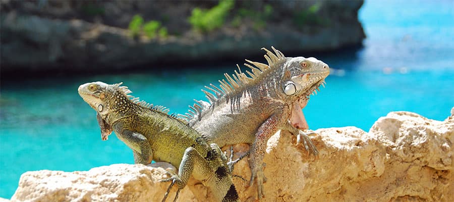 セントクロイ島へのクルーズ カリブ海クルーズ ノルウェージャンクルーズライン