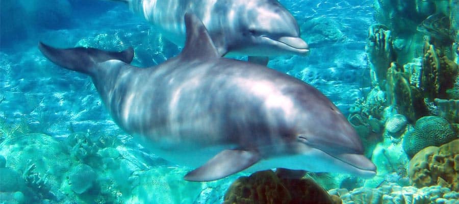 Incontro con i delfini durante una crociera alle Bahamas
