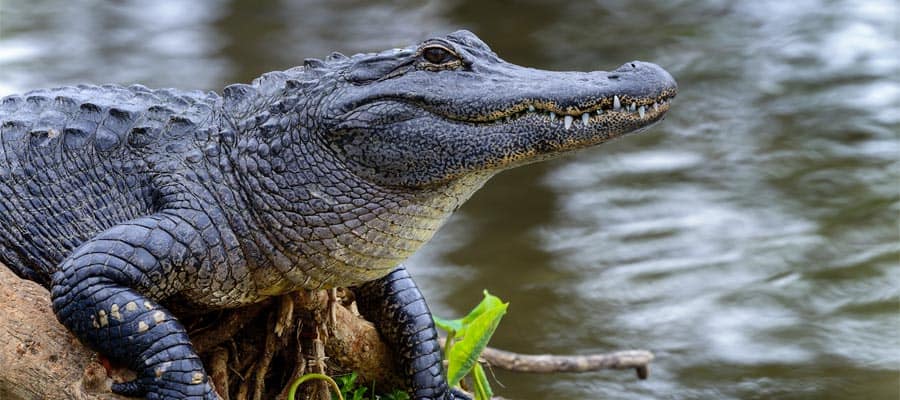 Visita le Everglades durante una crociera a Miami