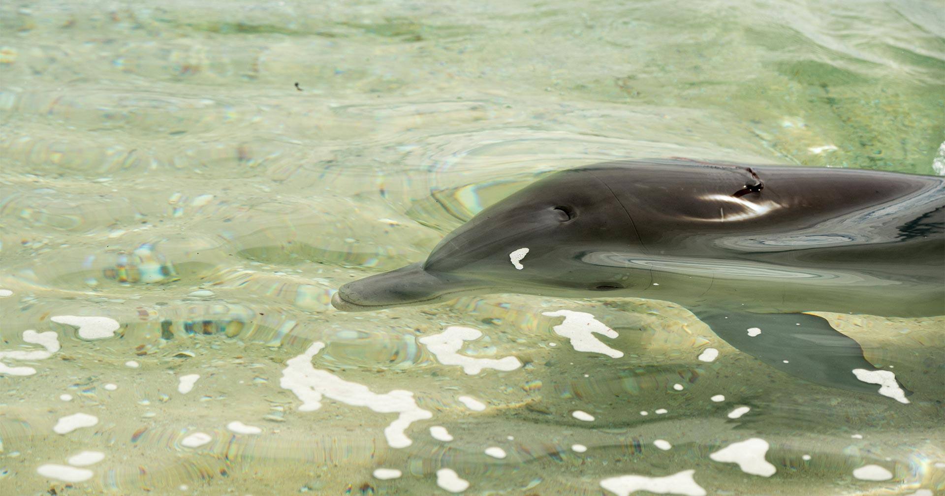 Nassau, Bahamas Balmoral Island Dolphin Encounter & Beach Day Excursion Norwegian Cruise Line