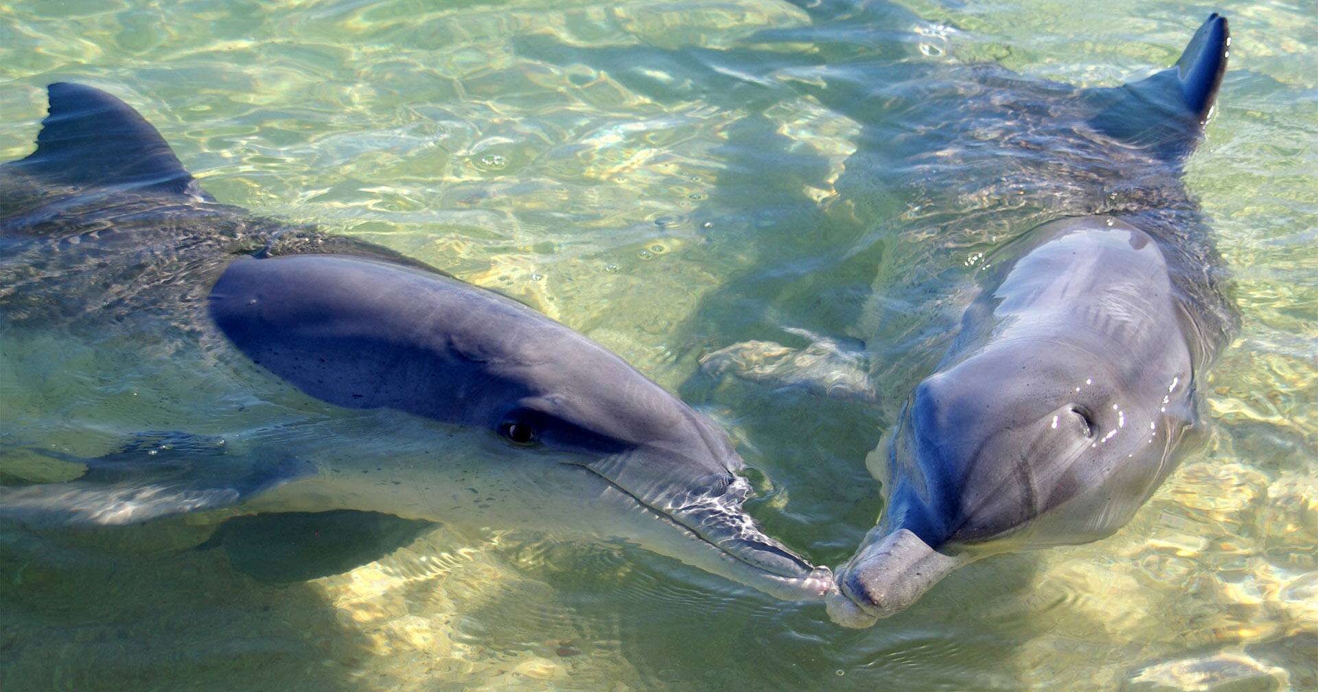 Nassau, Bahamas Balmoral Island Dolphin Swim & Beach Day Excursion Norwegian Cruise Line
