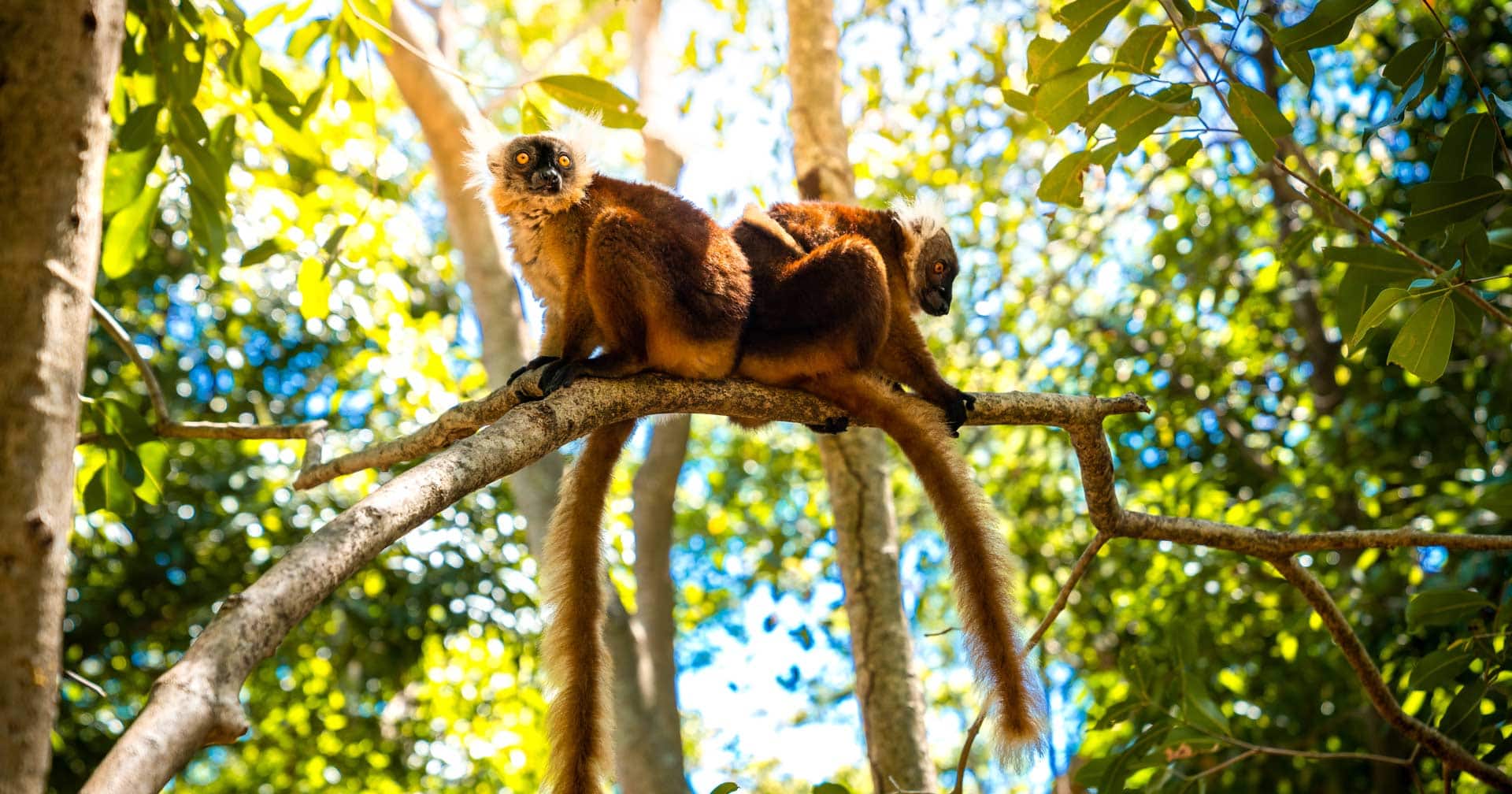 Nosy Komba - Isla de Lemures