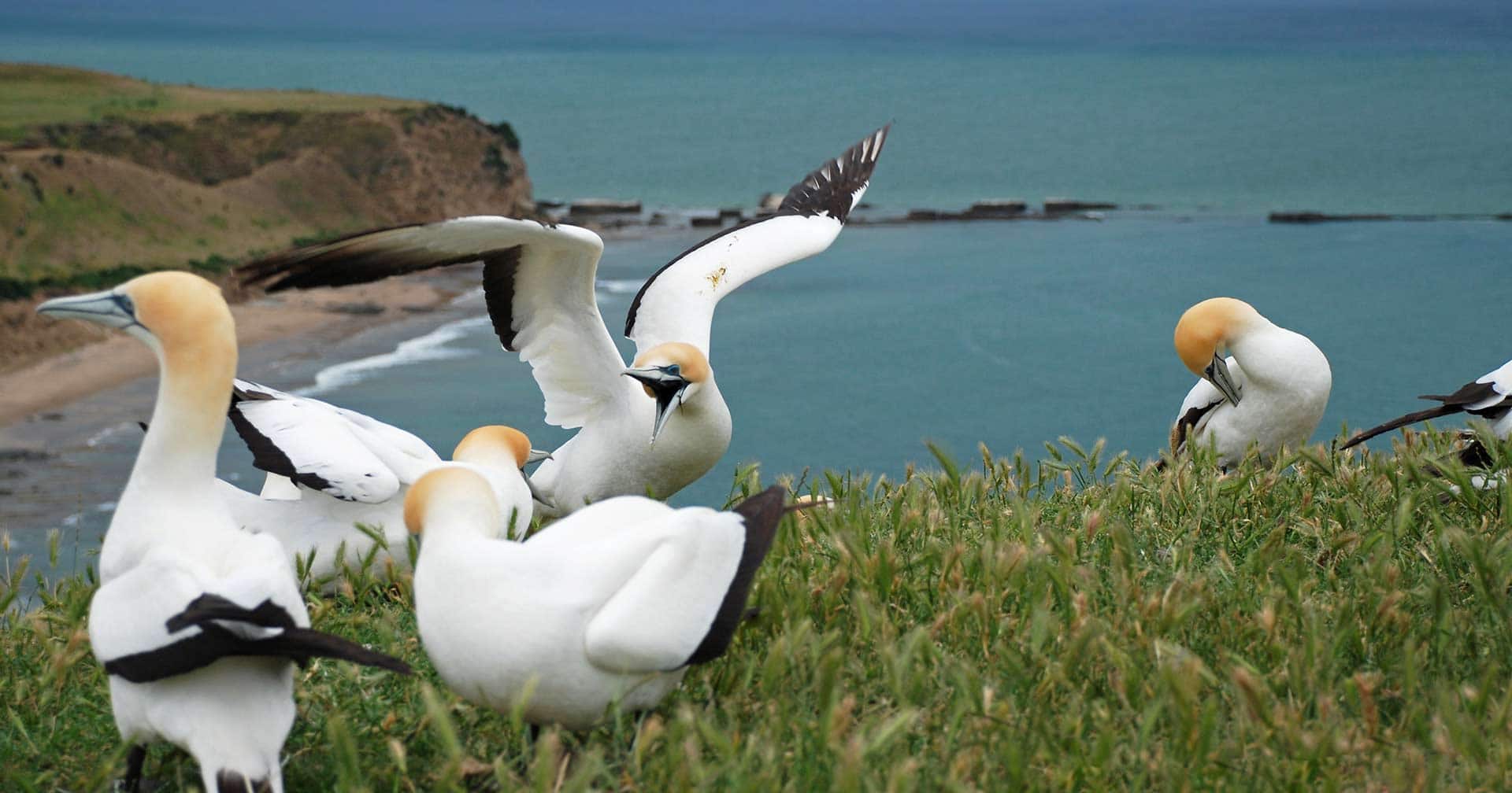Cape Kidnappers & Gannet Safari