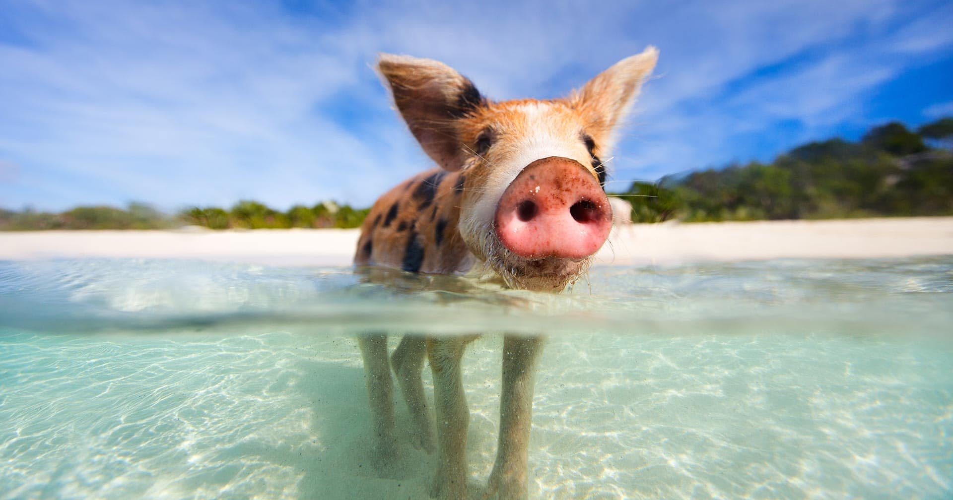 bahamas trip to swim with pigs