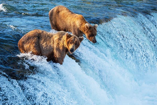 העריכו את חיות הבר באלסקה–צפייה בדובים