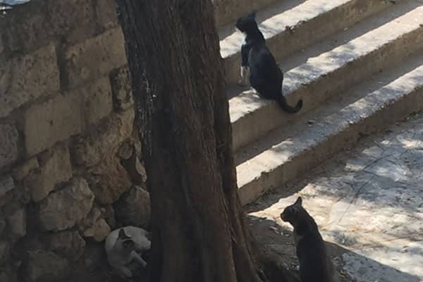 Gatos passeiam pelas ruas de Atenas, Grécia