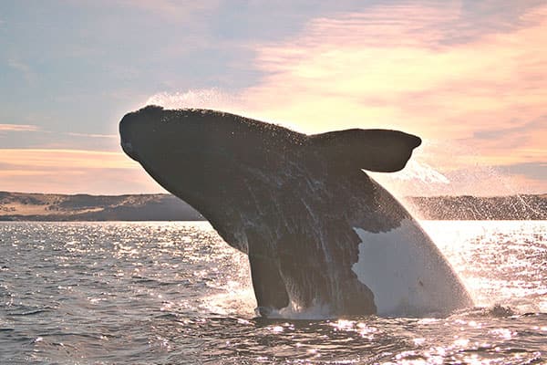 Baleines à Puerto Madryn