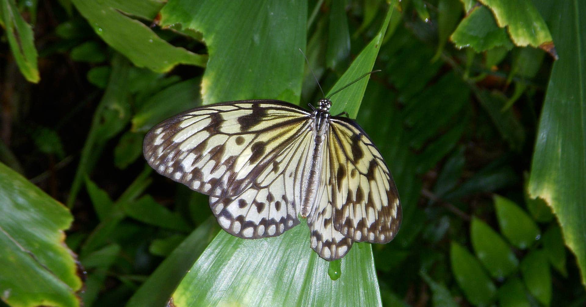Natural Wonders Of Aruba