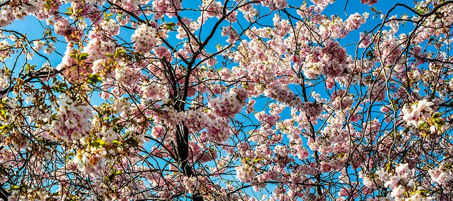 Kirschblütenpracht auf einer Dunedin-Kreuzfahrt