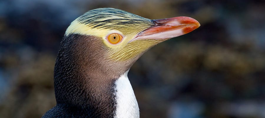 Pingüino de ojos amarillos en cruceros a Dunedin