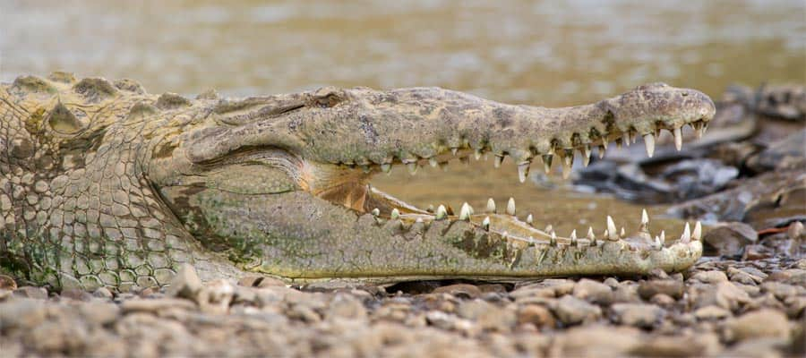 Cocodrilo americano en el río Tárcoles