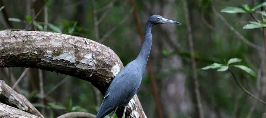 Pequeña garza azul