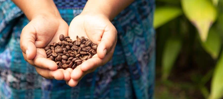 Fresh coffee beans