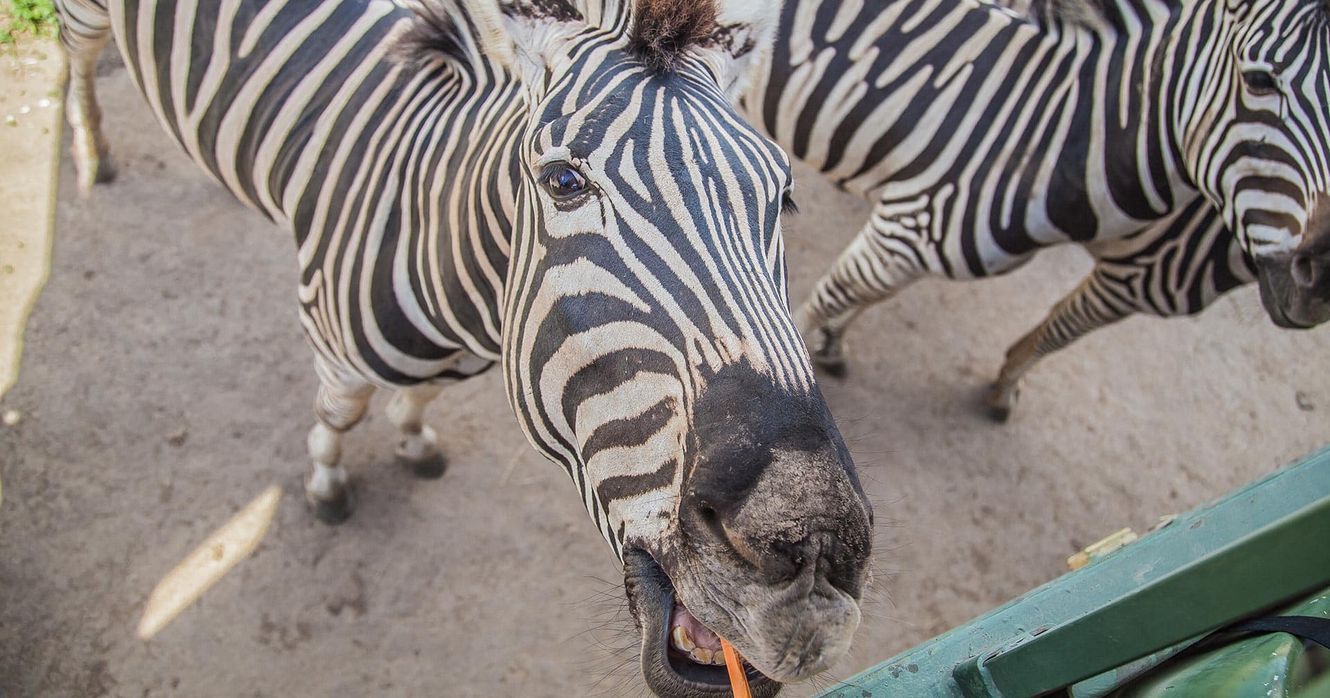 Sabana Adventure Safari 