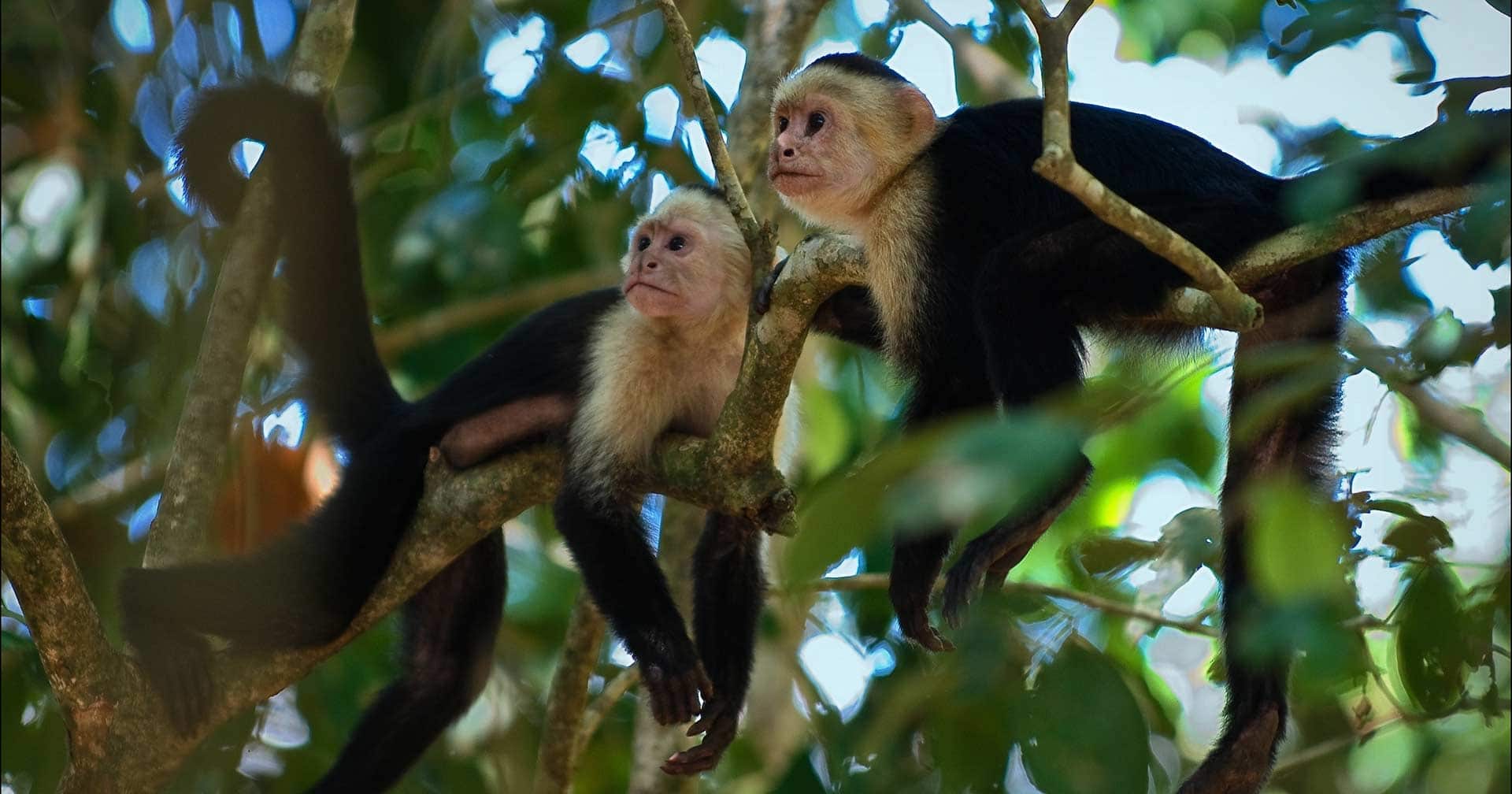 Colón, Panama Eco Cruise On Gatun Lake & Monkey Island Excursion ...