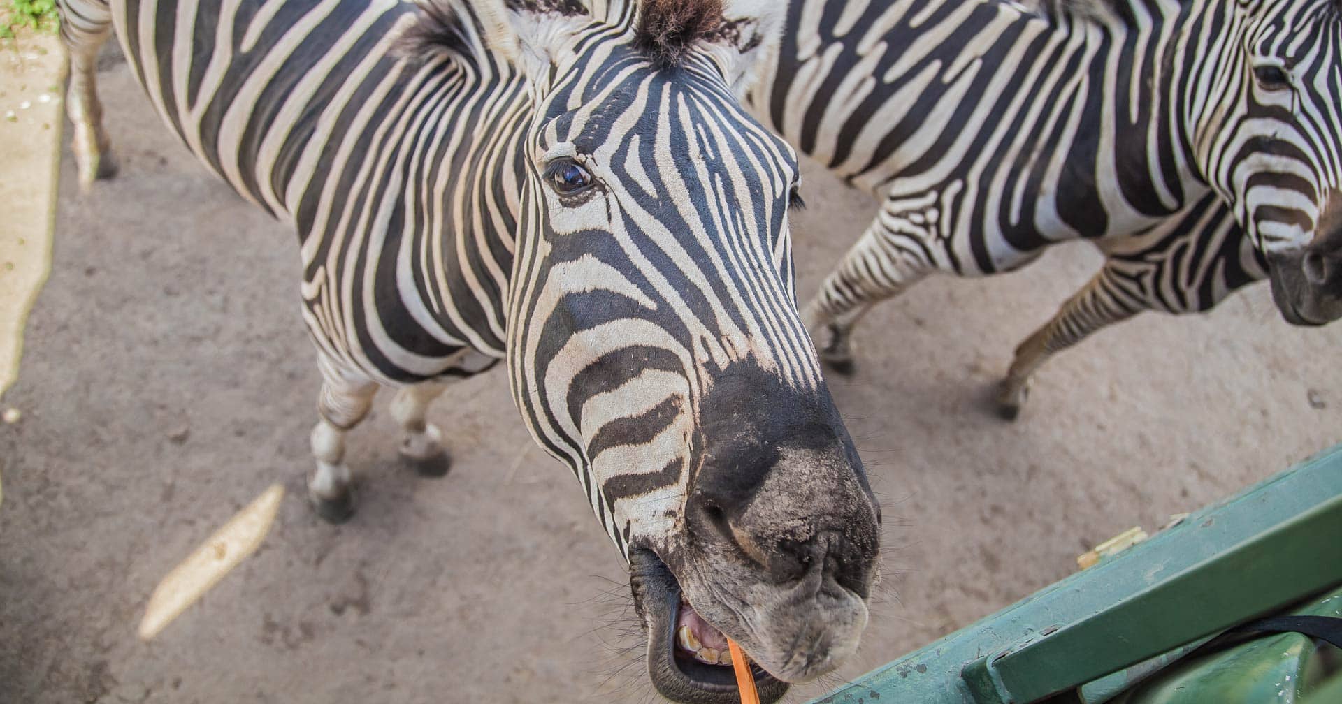 Safari de aventura por la sabana
