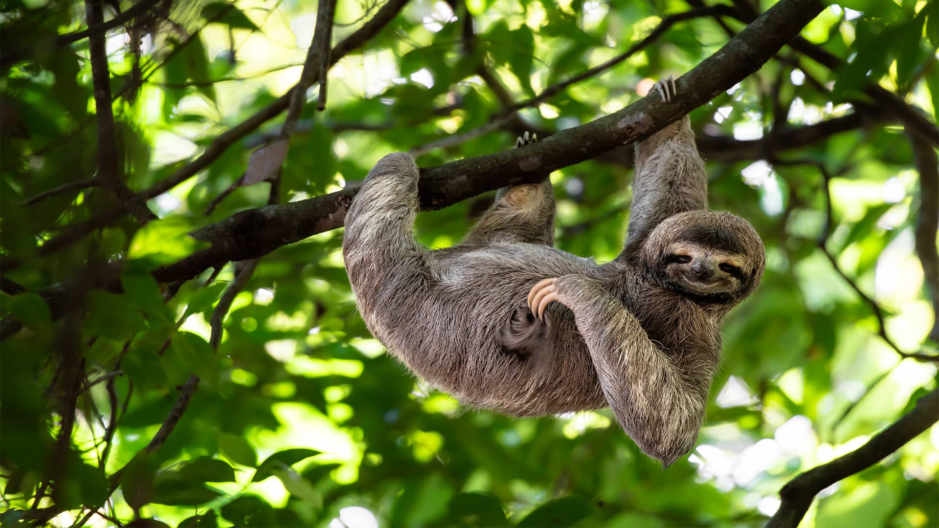 Puntarenas (Puerto Caldera), Costa Rica Sloth Sanctuary & Wildlife ...