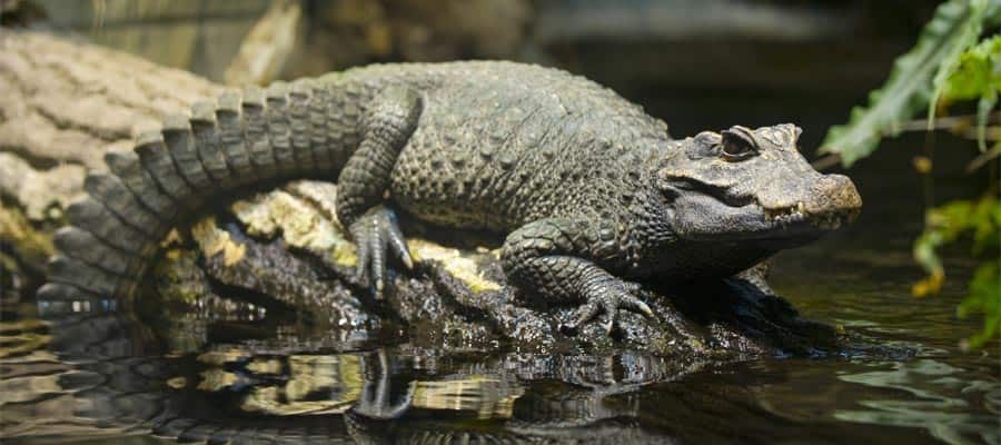 Arrêtez-vous dans un élevage d'alligators lors de votre croisière à Orlando