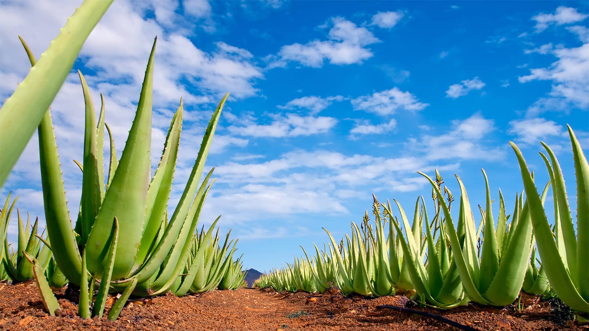 Puerto del Rosario (Canary Islands), Spain GG-Verde Aurora Bio Farm  Excursion | Norwegian Cruise Line