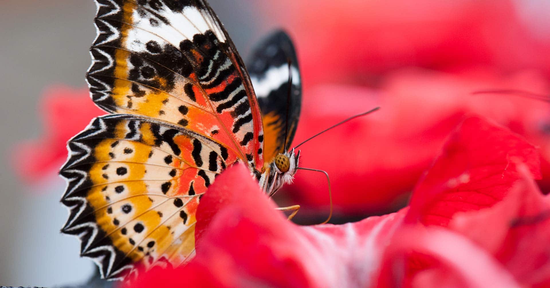 Highlights Of Penang