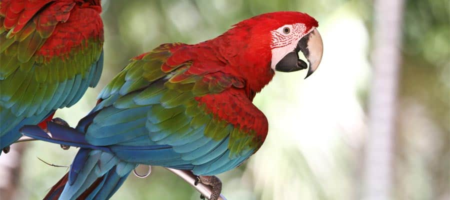 Parrots on your Caribbean cruise from St. Maarten