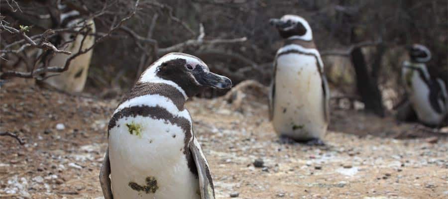 שני פינגווין מגלן
