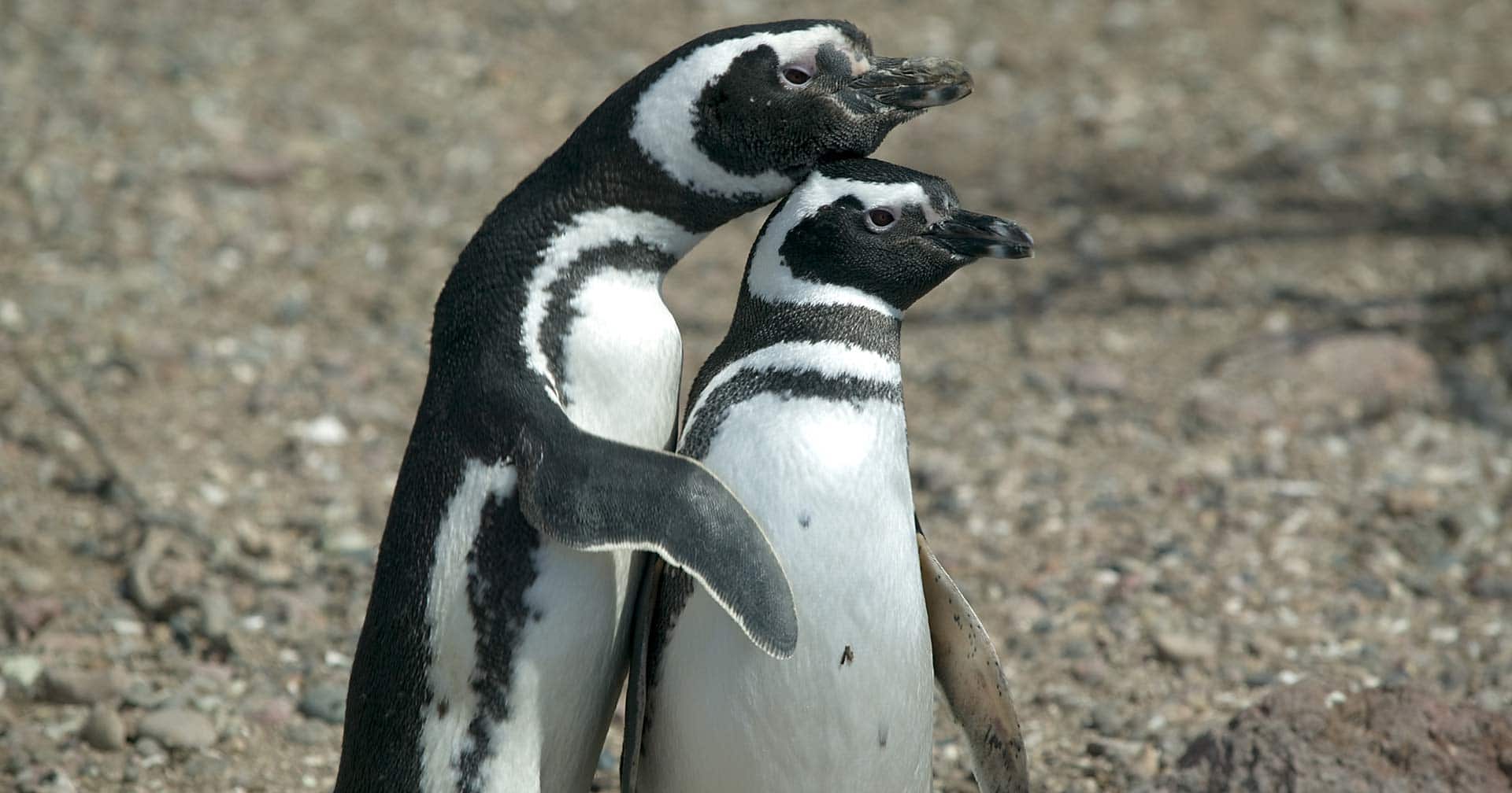 Punta Tombo Penguin Rookery