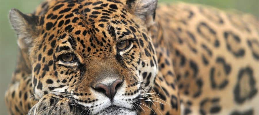 Jaguar majestoso em um cruzeiro do Canal do Panamá