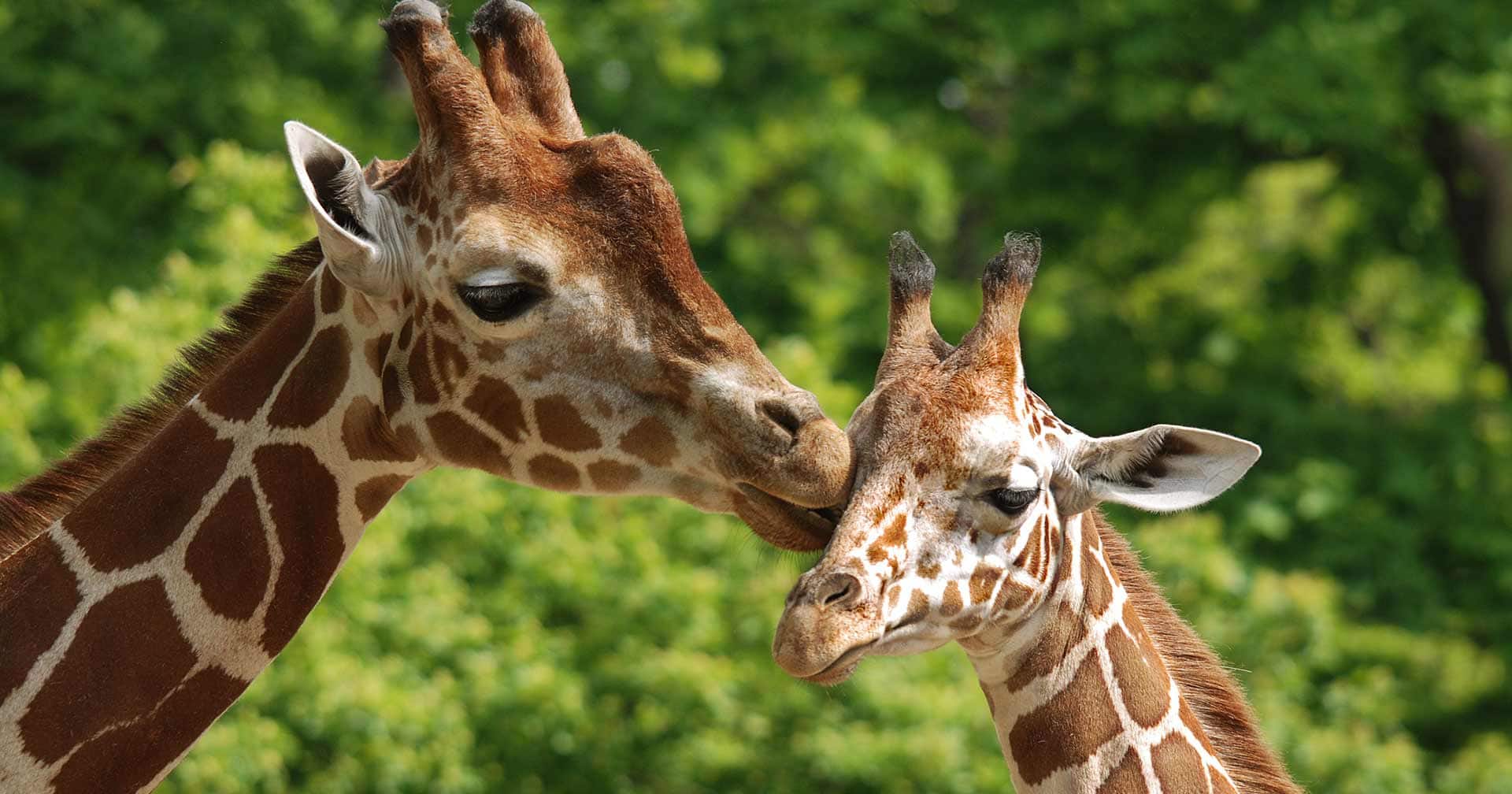 Safari Drive-Through 