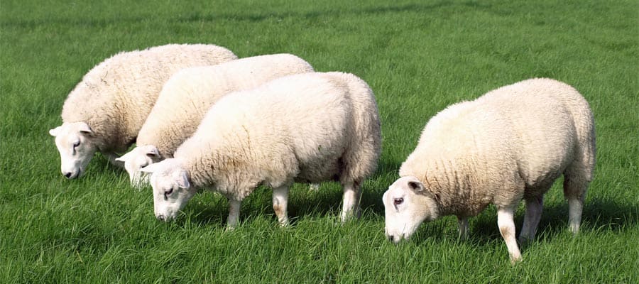 Aviste ovelhas em seu cruzeiro para as Ilhas Falkland