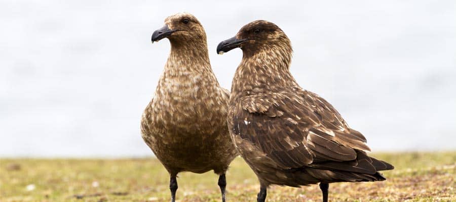 Spot Brown Skuas when you cruise to Stanley