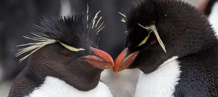Pinguins nas Ilhas Falkland