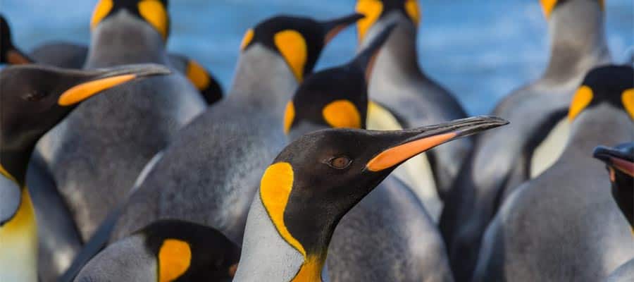 Pinguini alle Isole Falkland