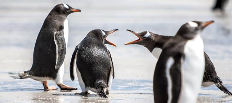 Pinguins nas Ilhas Falkland