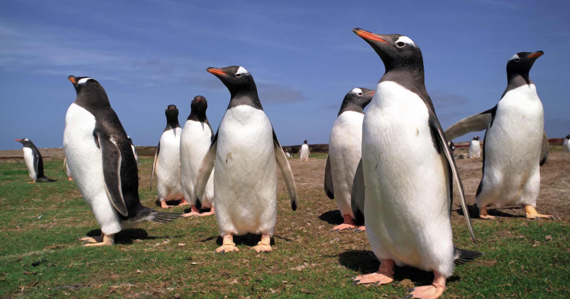 Stanley, Falkland Islands Gentoo Penguins at Newans Farm Excursion
