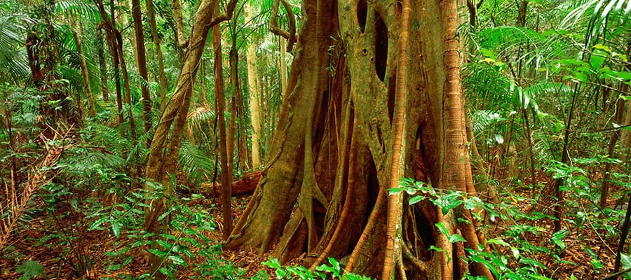 Une forêt tropicale luxuriante au cours de votre croisière à Brisbane