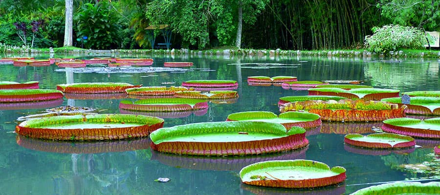 Jardim Botânico em um cruzeiro no Rio de Janeiro