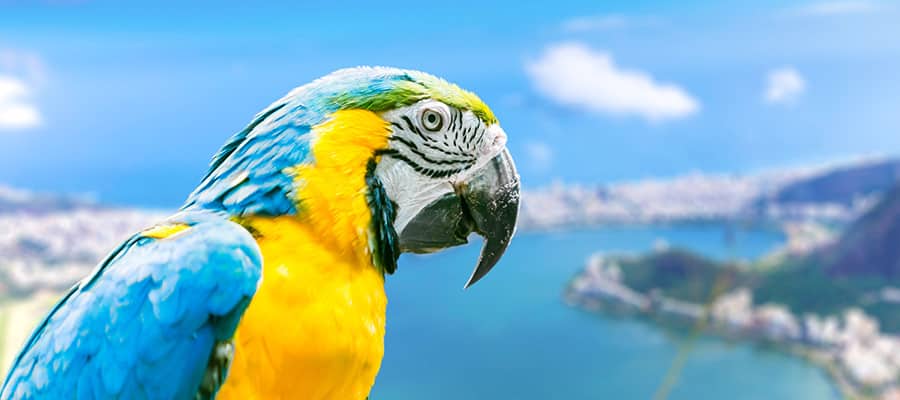 Blue and Yellow Macaw  on a Cruise to Rio de Janeiro