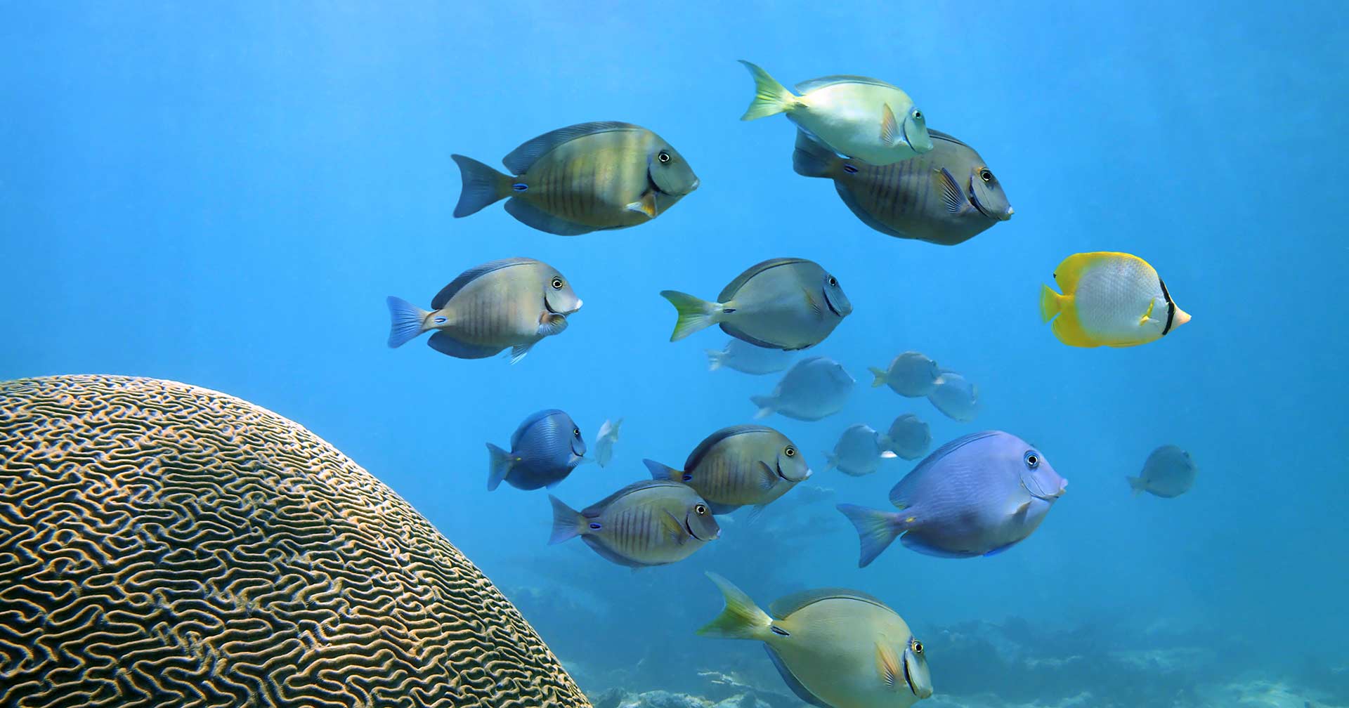 Roseau, Dominica Champagne Reef Snorkel Excursion Norwegian Cruise Line