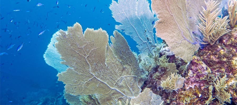 Buceo de superficie en el arrecife del parque marino en Roatán